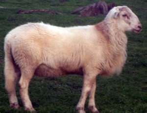 lambofgod4.jpg