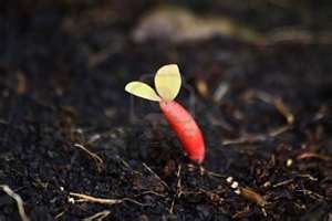 planting1.jpg