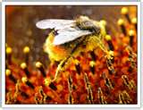 prettybee4.jpg