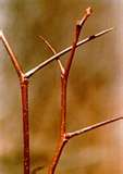 weeds2.jpg