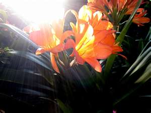 weeds8.jpg